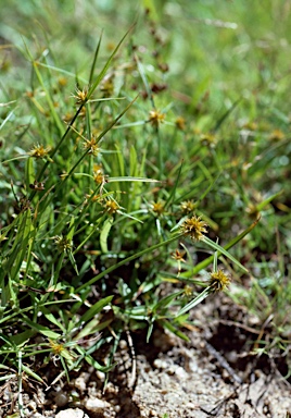 APII jpeg image of Cyperus sphaeroideus  © contact APII