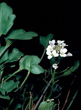 APII jpeg image of Cardamine lilacina  © contact APII