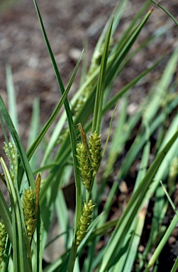 APII jpeg image of Carex tasmanica  © contact APII