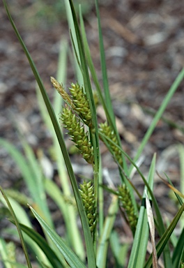 APII jpeg image of Carex tasmanica  © contact APII