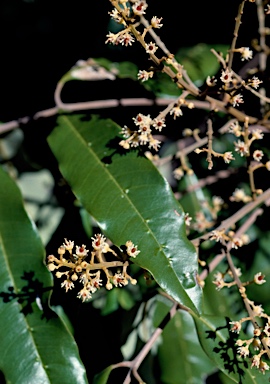 APII jpeg image of Castanospora alphandii  © contact APII