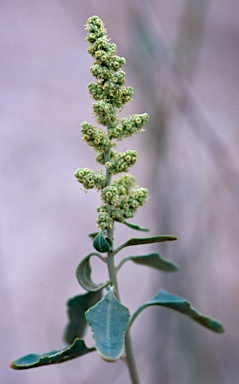 APII jpeg image of Chenopodium auricomum  © contact APII