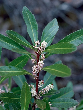 APII jpeg image of Cenarrhenes nitida  © contact APII