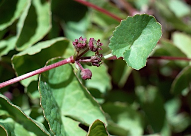 APII jpeg image of Centella asiatica  © contact APII