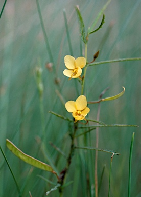 APII jpeg image of Chamaecrista mimosoides  © contact APII