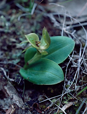 APII jpeg image of Chiloglottis gunnii  © contact APII