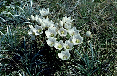 APII jpeg image of Gentianella muelleriana  © contact APII