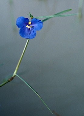 APII jpeg image of Commelina agrostophylla  © contact APII