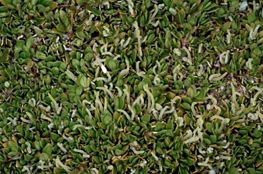 APII jpeg image of Coprosma nivalis  © contact APII