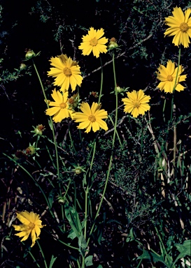 APII jpeg image of Coreopsis lanceolata  © contact APII