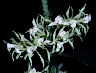 APII jpeg image of Corymborkis veratrifolia  © contact APII