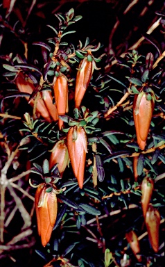 APII jpeg image of Darwinia hypericifolia  © contact APII