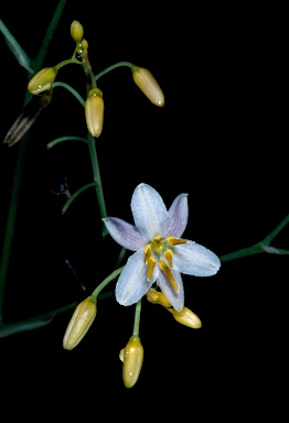 APII jpeg image of Dianella ensifolia  © contact APII