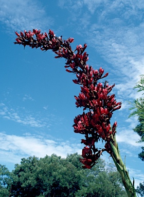 APII jpeg image of Doryanthes palmeri  © contact APII