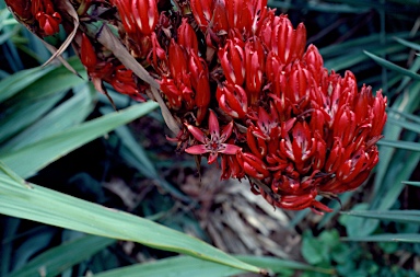 APII jpeg image of Doryanthes palmeri  © contact APII