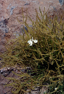 APII jpeg image of Drosera binata  © contact APII