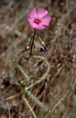 APII jpeg image of Drosera indica  © contact APII