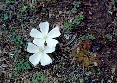 APII jpeg image of Drosera whittakeri subsp. aberrans  © contact APII