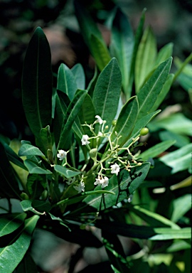 APII jpeg image of Duboisia myoporoides  © contact APII