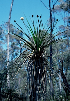 APII jpeg image of Dasypogon hookeri  © contact APII