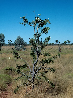 APII jpeg image of Dolichandrone heterophylla  © contact APII