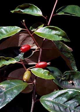 APII jpeg image of Elaeagnus triflora var. triflora  © contact APII