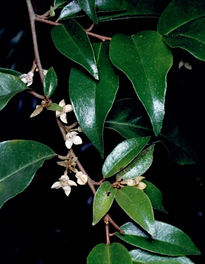 APII jpeg image of Elaeagnus triflora  © contact APII