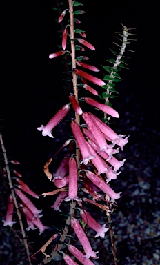 APII jpeg image of Epacris longiflora 'Nectar Pink'  © contact APII