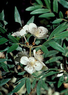 APII jpeg image of Eucryphia moorei  © contact APII