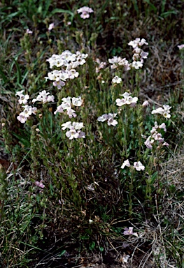 APII jpeg image of Euphrasia collina subsp. diversicolor  © contact APII