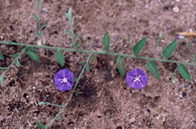 APII jpeg image of Evolvulus alsinoides var. decumbens  © contact APII