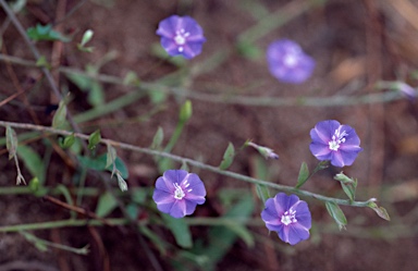 APII jpeg image of Evolvulus alsinoides var. decumbens  © contact APII