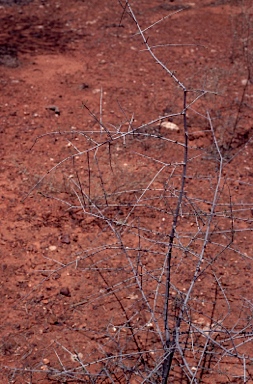 APII jpeg image of Flindersia maculosa  © contact APII