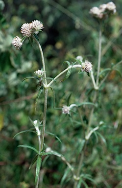 APII jpeg image of Gomphrena flaccida  © contact APII