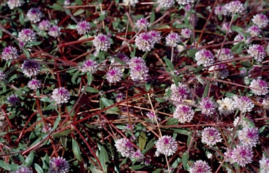 APII jpeg image of Gomphrena leptoclada subsp. leptoclada  © contact APII