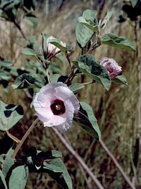 APII jpeg image of Gossypium australe  © contact APII