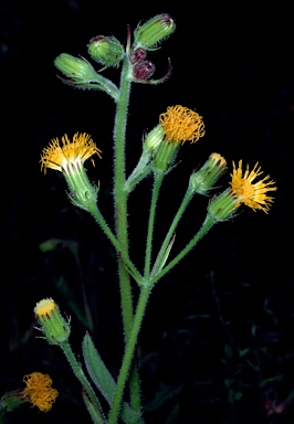 APII jpeg image of Gynura drymophila var. drymophila  © contact APII