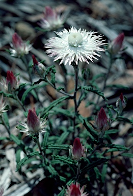 APII jpeg image of Helichrysum leucopsideum  © contact APII