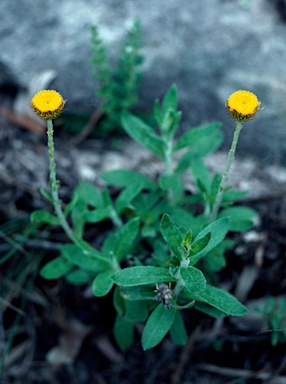 APII jpeg image of Coronidium oxylepis subsp. lanatum  © contact APII