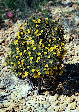 APII jpeg image of Hibbertia acerosa  © contact APII