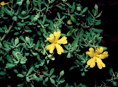 APII jpeg image of Hibbertia aspera  © contact APII