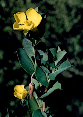 APII jpeg image of Hibbertia cunninghamii  © contact APII