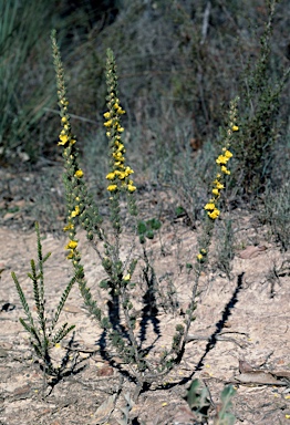 APII jpeg image of Hibbertia fasciculata  © contact APII