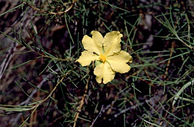 APII jpeg image of Hibbertia hooglandii  © contact APII