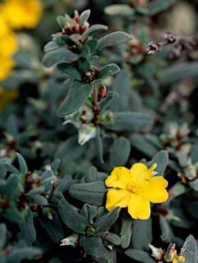 APII jpeg image of Hibbertia montana  © contact APII