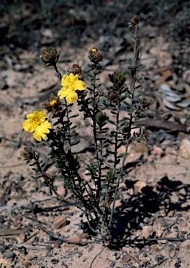 APII jpeg image of Hibbertia sericea var. sericea  © contact APII