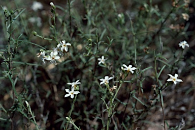 APII jpeg image of Heliotropium cunninghamii  © contact APII