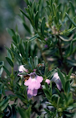 APII jpeg image of Hemigenia sericea  © contact APII