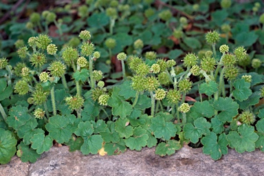 APII jpeg image of Hydrocotyle laxiflora  © contact APII