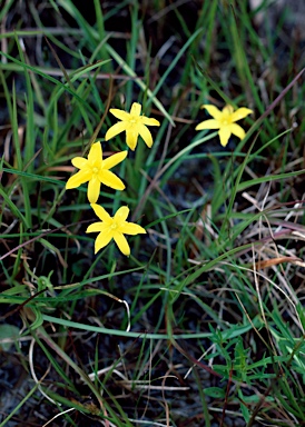 APII jpeg image of Hypoxis hygrometrica var. villosisepala  © contact APII